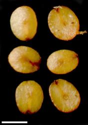 Veronica scutellata. Seeds. Scale = 1 mm.
 Image: P.J. Garnock-Jones © P.J. Garnock-Jones CC-BY-NC 3.0 NZ